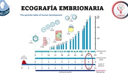 Gynetok: Evaluación ultrasonográfica embrionaria