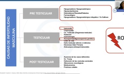 Terapias con evidencia en andrología